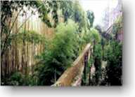 Bamboo grove in Boboli gardens