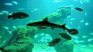 Akvárium v námořním muzeu